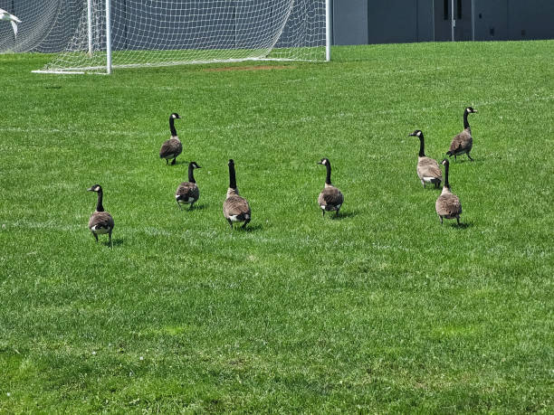 istock Geese on soccer field 1706723049