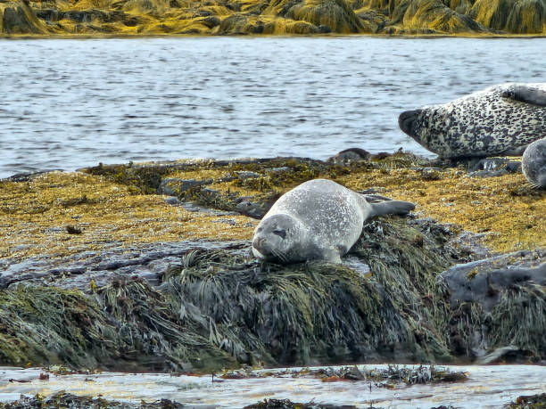 istock Closeup of seal on large rock 1706723050