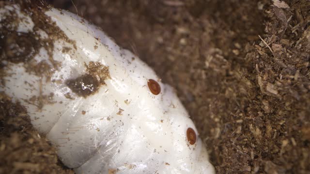 time lapse large grub close up buries itself