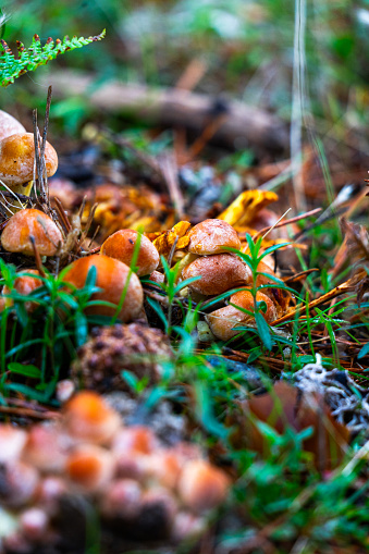 Mushrooms showing their color in the middle of autumn in Sierra de Guadarrama (Peguerinos).