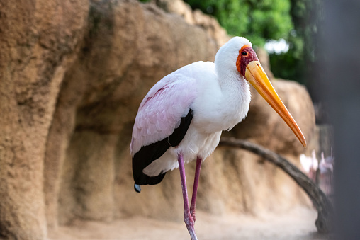 Pelecanus conspicillatus, also known as the Australian Pelican, is one of the largest birds in the world. The body color is predominantly white and black.