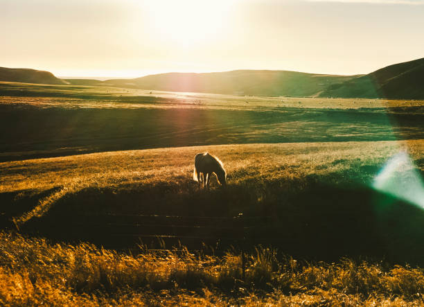 istock Icelandic landscapes, sunset in a meadow with horses grazing  backlight 1706786201