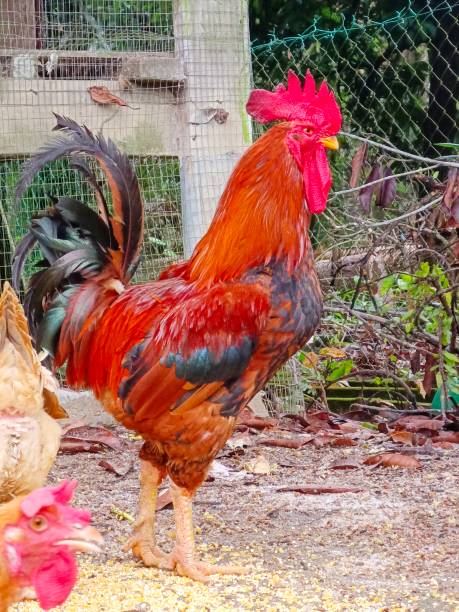 istock Defocused view of a rooster in the backyard 1706787203