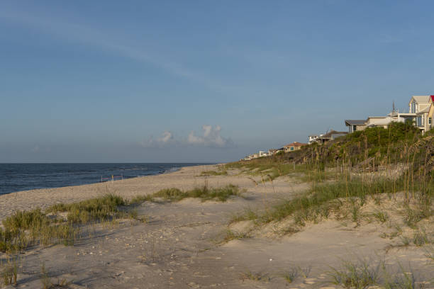 aussaat von seehafer am strand im morgengrauen, wobei der dünenlebensraum in privathäusern bedeckt ist - sand sea oat grass beach sand dune stock-fotos und bilder