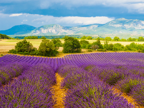 French landscape with blooming lavender fields and mountains in distance. Puimoisson region, Plateau Valensole, Alpes de Haute Provence in France.