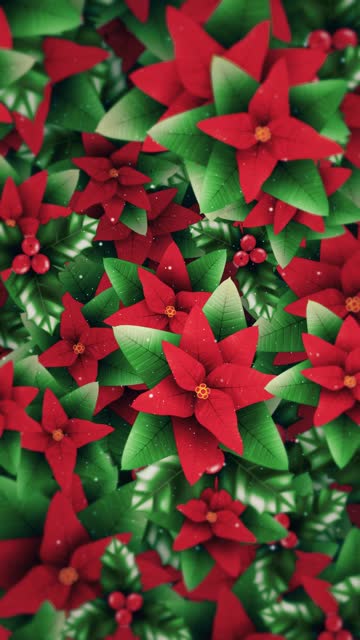 Vertical Video - Poinsettia Flowers and Holly Christmas Background