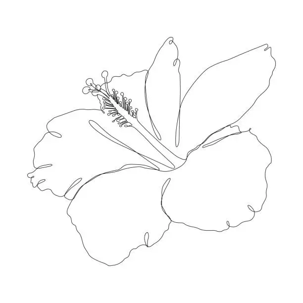Vector illustration of Hibscus Flower Continuous Line Drawing  with Editable Stroke