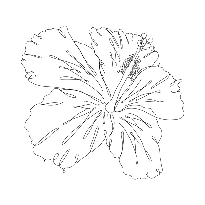 A hibiscus flower continuous line drawing with an editable stroke for easy editing
