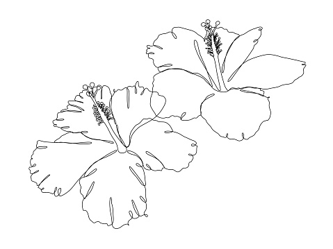 Two hibiscus flowers continuous line drawings with an editable stroke for easy editing.