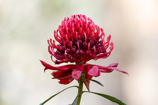 New South Wales Waratah flower