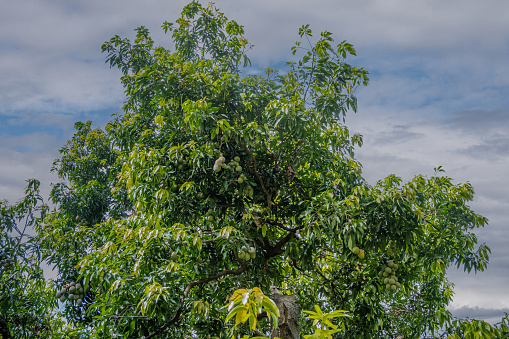 Zihuatanejo, Mexico - July 18, 2023: Historic Terracotta kiln. Large green mango tree closeup with plenty of fruit against blue cloudscape