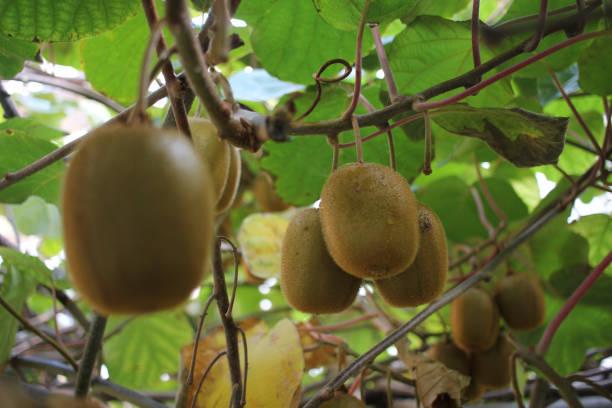 istock some of the kiwis in my kiwi tree 1706817766