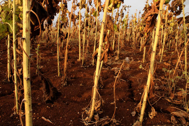 istock Sunflower Stalk in the Field 1706825345