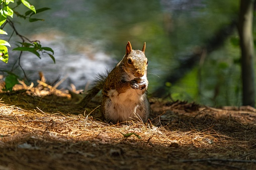 An adorable fluffy brown squirrel eating a nut in a forest