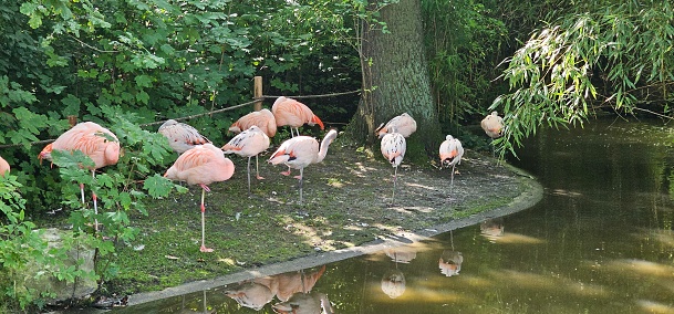 A group of brightly colored red and pink flamingos (Phoenicopteridae) standing on one leg.