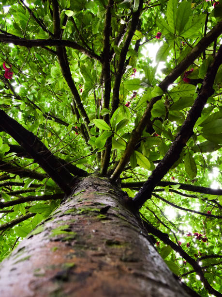 Free Stock Photo of Tree From Down Below | Download Free Images and ...