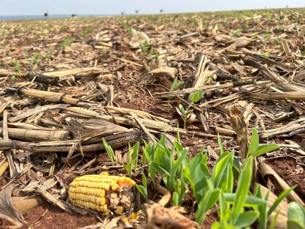 istock soybean plantation on no-tillage system 1706869301