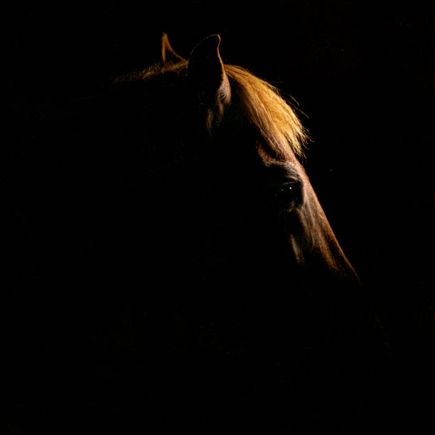 istock Horse in the dark 1706882093