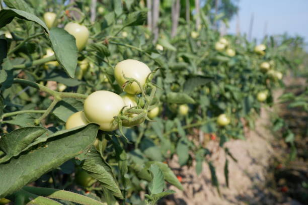Selectively focus on young green tomatoes in a Greenhouse. Horticulture. Vegetables..soft focus