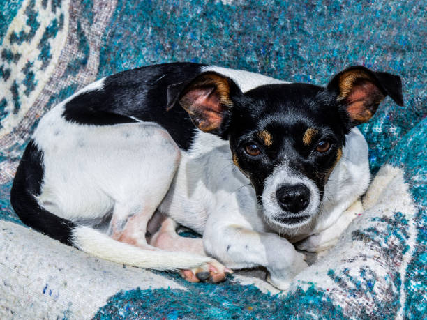 istock The farm watchdog 1706888701