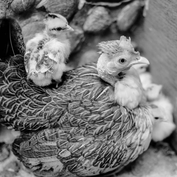 istock Hen and chicks in their pen 1706889289