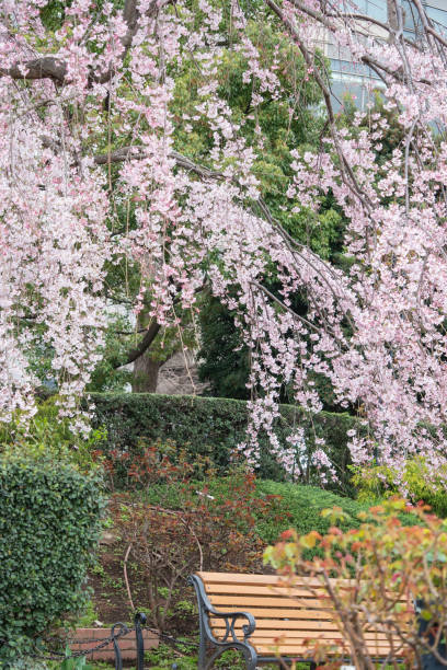 istock Spring landscape. Shidare cherry blooming in the park. 1706892455