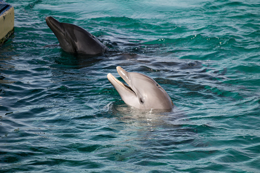 Images of Dolphins in the Caribbean Sea