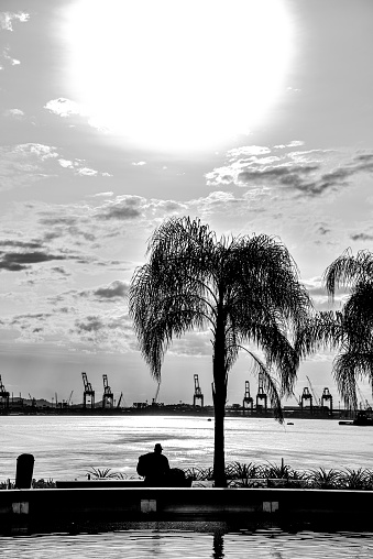 A monochrome capture of the silhouette of a lonely man sitting under a palm tree at Pier Mauá, Rio de Janeiro.