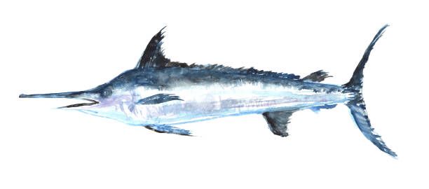 istock Illustration of a marlin painted in watercolor 1706909064