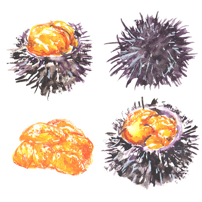 Illustration of sea urchin with shell drawn in watercolor