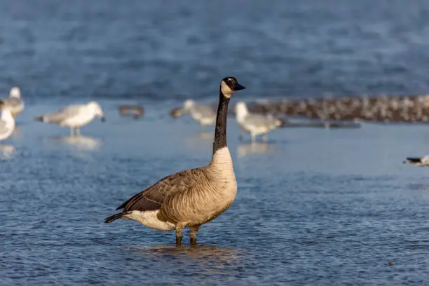 The Canada goose (Branta canadensis) on the shore of lake Michigan