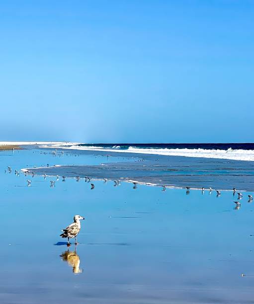 istock Sunny day at beach, seagull and sandpipers 1706947864