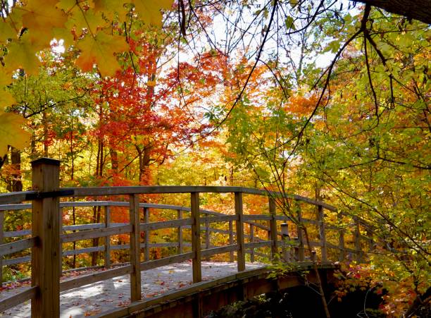 istock Walking bridge and Colourful trees in autumn 1706955270