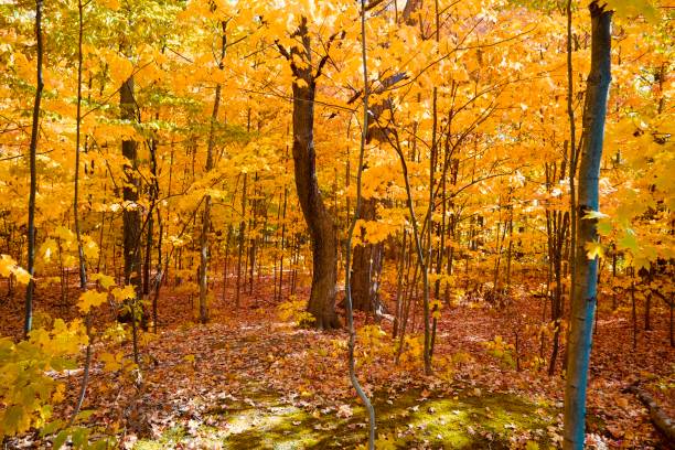 Vibrant fall colour of the trees in Autumn
