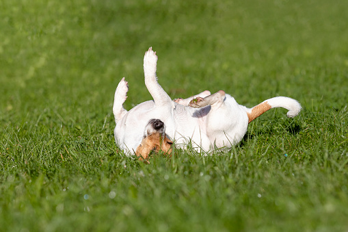 Dogs of the Jack Russell terrier breed on a walk in the park. Dog in green grass.