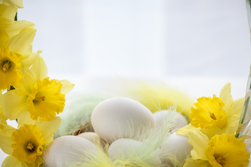 Close up of homemade decoration with basket and yellow delicate narcissus around the handler to put chicken eggs. White background is behind.