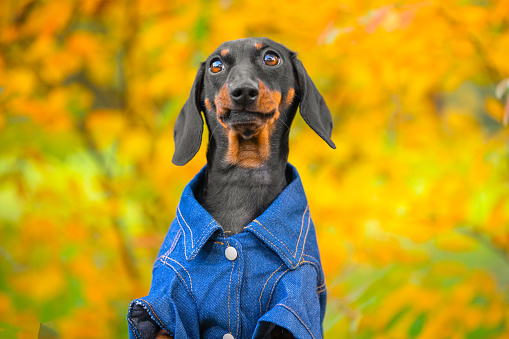 Portrait of sad pensive dog dachshund in jeans clothes in autumn park on blurred orange background Cold snap, change of seasons, spleen, melancholy, lonely mood Cartoon puppy on walk Enjoying nature