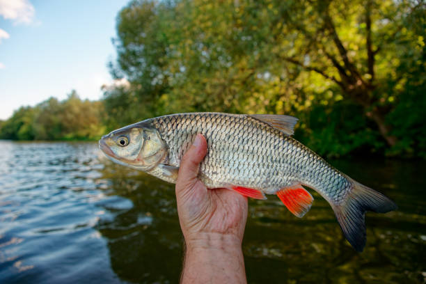 istock Big chub in fisherman's hand 1706985558