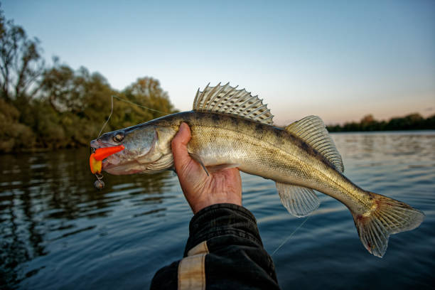istock Walleye in fisherman's hand 1706985566