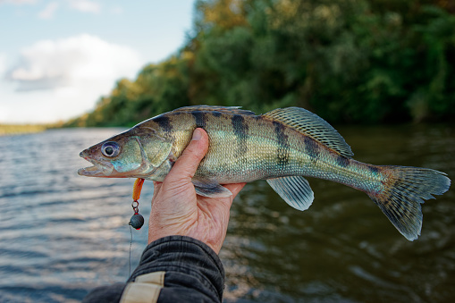 Fisherman holding Volga zander caught on river