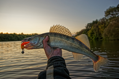 Big zander in fisherman's hand caught on handmade foam slug, clear weather, summer sunset