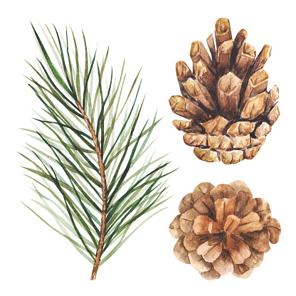 istock Set of watercolor illustrations, pine branch and cones. Isolated cliparts on white background for Christmas design, New Year compositions. Realistic hand drawn botanical elements 1706987298