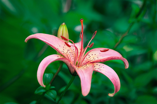 Beautiful pink lily in the garden on a green background. Selective soft focus. copy space.