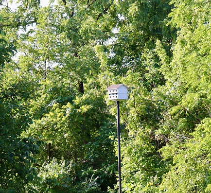 The old wood white birdhouse on the tall pole.