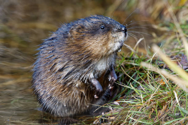 istock Muskrat, Cedarhill Golf Course, Victoria, BC Canada 1707009548
