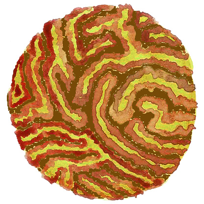 Round brain coral