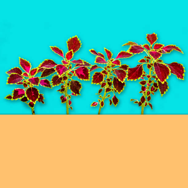 coleus or painted nettle tree on cyan teal  background, nature concept