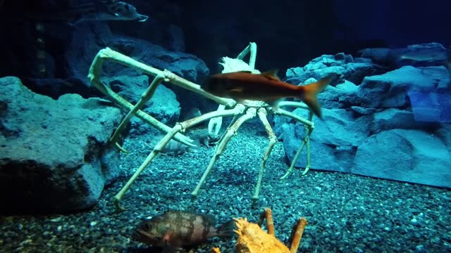 Giant spider crab walking on the seabed, including king crab, snow crab, and giant crab