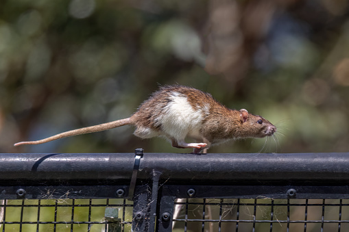 A hamster looking rat hopping on a fence rail.