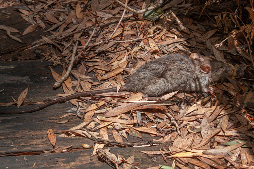 Brown rat (Rattus norvegicus) foraging for food on the ground among dead leaves.